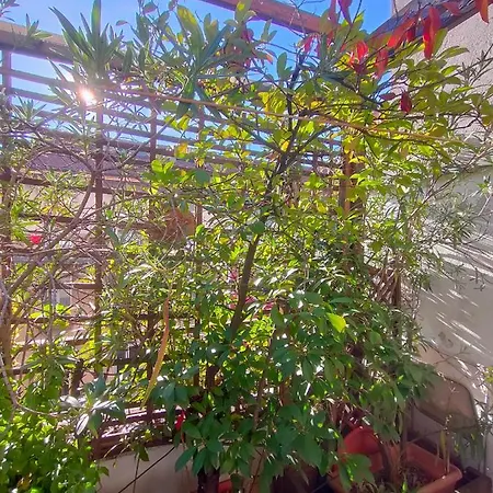 Lovely Gazebo Διαμέρισμα